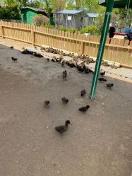 -萌宠亲子动物乐园(槐房万达店)