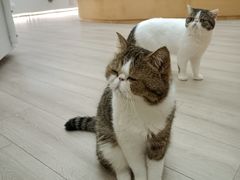 -瞄一喵猫咖(格力海岸店)