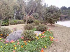 -铁山坪森林公园