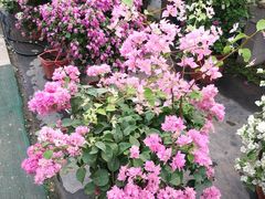 -龙大花卉苗木市场