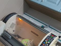 -半岛宠物医院24小时·内窥镜·牙科·碎石中心(府城大道店)