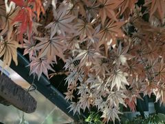 -城墙拐拐火锅(三峡广场黑金冠店)