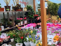-苏州市皮市街花鸟工艺品市场