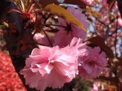 iphone_upload_pic-高东镇樱花园