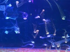 -欢乐海岸海洋奇梦馆