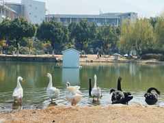 -安徽大学(磬苑校区)
