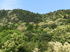 -大余丫山旅游度假区