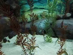 -上海海洋水族馆