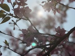 -天适樱花悠乐园