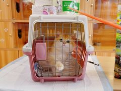-猫十亿·布偶金渐层·曼基康矮脚猫舍(青年路店)