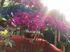 -黄埔古港