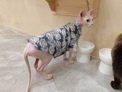 -猫力发电所·宠物专门店