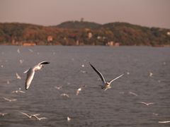 -水上明月·湖景餐厅