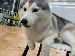 -Let's go狗咖·猫咖·奶狗·桌游(春熙路IFS店)