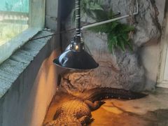 -合肥野生动物园