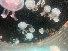 -海合安成都极地海洋公园