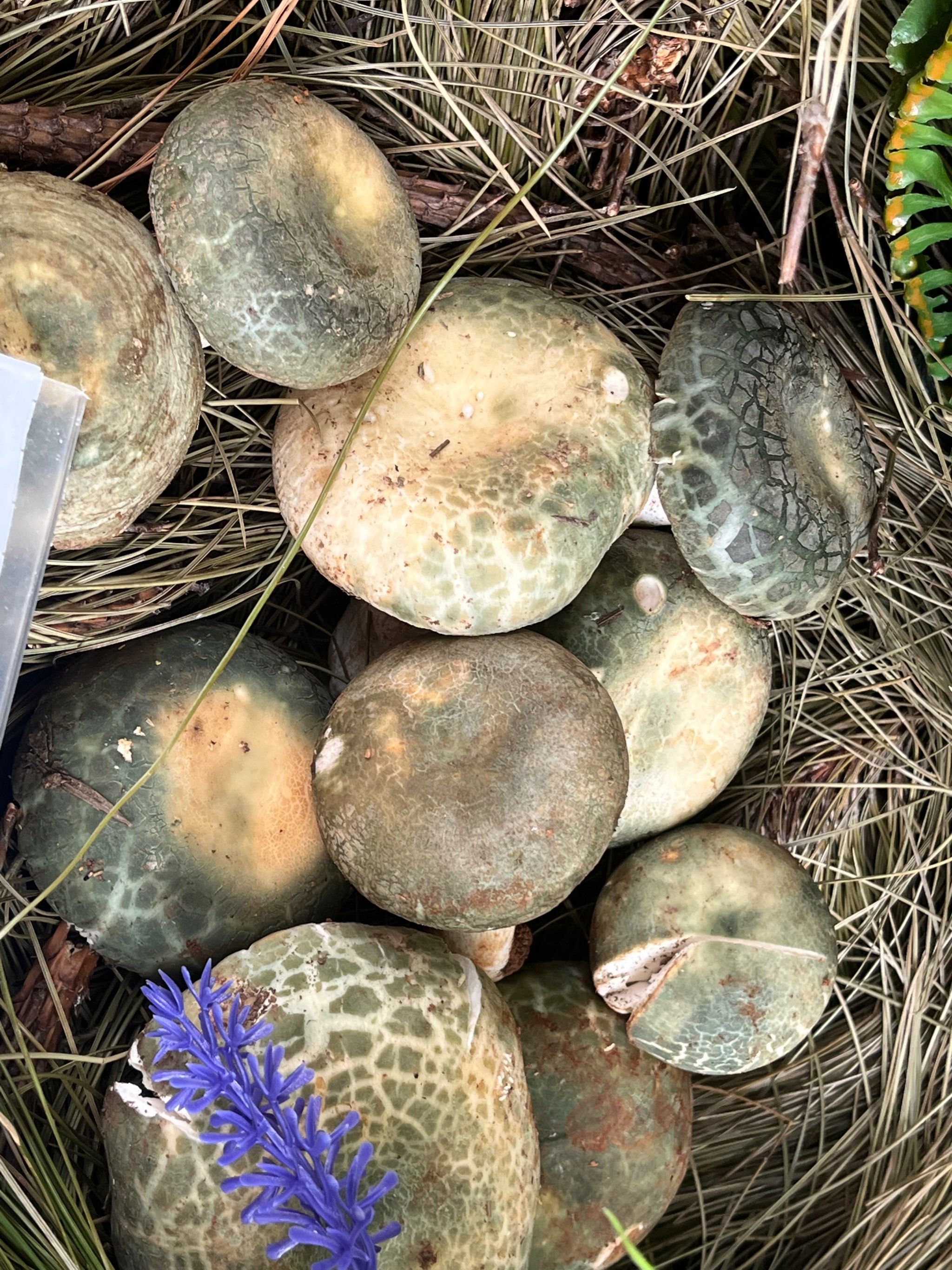 青头菌:主要生长在树林中的草丛中,每年6~9月出茹