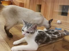 -袖虎·猫馆(体育西路店)