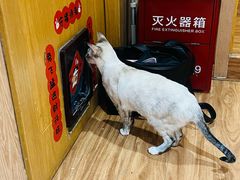 -MOCHA明星猫咖(田子坊店)
