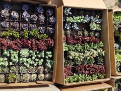 -甜心庄园·甜心草莓采摘园(西青中北店)