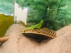 -上海大自然野生昆虫馆(东方明珠·爬宠昆虫探索中心)