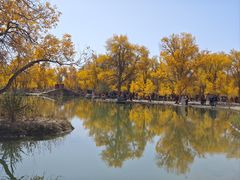 -金塔沙漠胡杨林景区