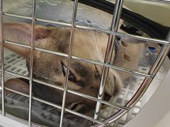 -伟伟宠物医院·CT影像中心·瑞派犬猫综合性门诊(汉口总院)