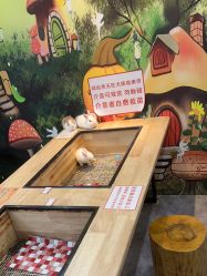 -神奇动物撸宠馆·羊驼·小浣熊·异宠(豫园店)