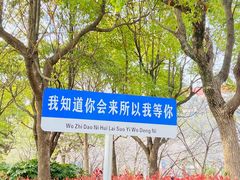 -高东镇樱花园