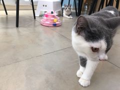 -老吴的猫·猫舍(新区店)