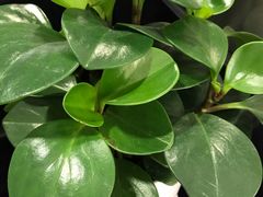 -招商银行(上海虹桥商务区支行)