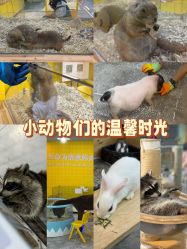 点击看大图 -神奇动物撸宠馆·羊驼·小浣熊·异宠(豫园店)