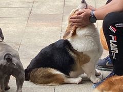 -柯斗斗主题餐厅·狗咖·围炉煮茶·茶饮(国瑞升平里店)