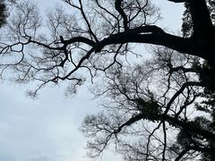 -板樟山森林公园