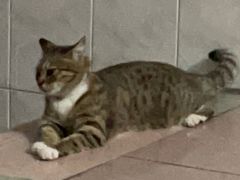 -乐琪宠物医院·犬猫专科·骨外科·急重症
