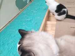 -猫在这儿猫咪咖啡馆·撸猫馆