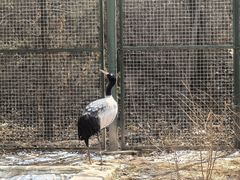 -青藏高原野生动物园