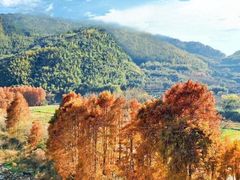 -四明山国家森林公园