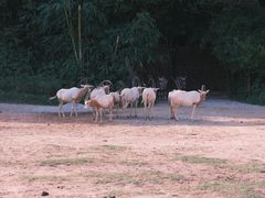 -广州长隆野生动物世界