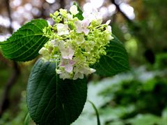 -上海滨江森林公园