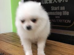 -米卢宠物公园(广华居店)