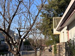 -嘉定紫藤园