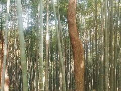 -西湖风景区十里琅珰-五云山