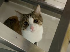 -纳吉亚猫专科动物医院博雅分院