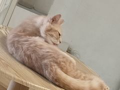 -楼上猫咖(罗湖店)