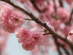 -天适樱花悠乐园