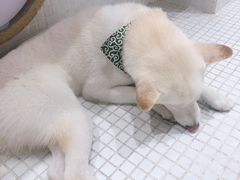 -柴务处·柴犬主题狗咖