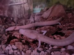 -波斯托伊纳溶洞