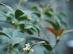 -素咫咖啡CLIFEROSE