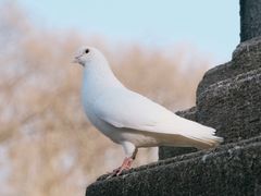 -音乐台